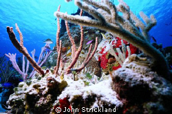 nikonos 15mm by John Strickland 